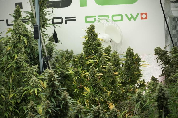 Catching The Ghost Train Haze @ Zamnesia. Week 13 - Room and vibes  