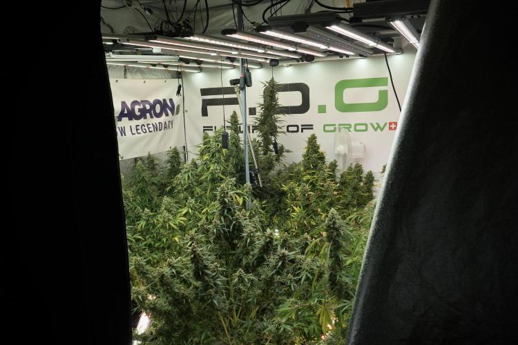 Catching The Ghost Train Haze @ Zamnesia. Week 13 - Room and vibes  