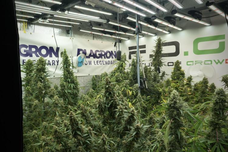 Catching The Ghost Train Haze @ Zamnesia. Week 13 - Room and vibes  