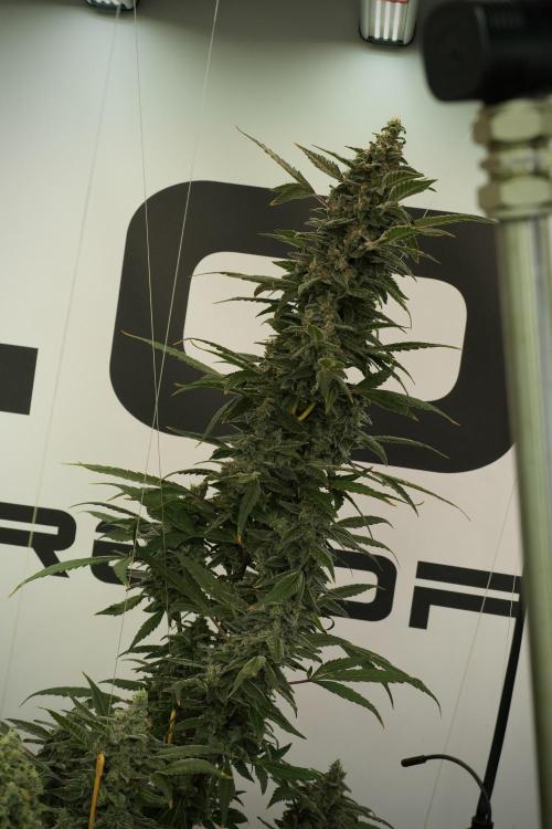 Catching The Ghost Train Haze @ Zamnesia. Week 13 - Ghost Train Haze queen 12-12 from seed 