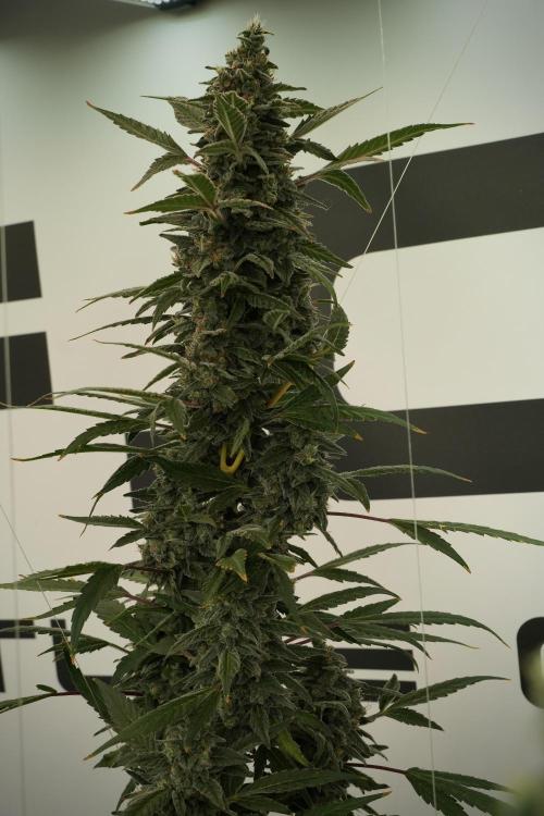 Catching The Ghost Train Haze @ Zamnesia. Week 13 - Ghost Train Haze queen 12-12 from seed 