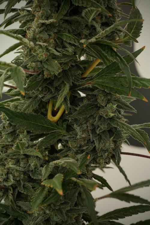 Catching The Ghost Train Haze @ Zamnesia. Week 13 - Ghost Train Haze queen 12-12 from seed 