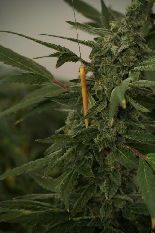 Catching The Ghost Train Haze @ Zamnesia. Week 13 - Ghost Train Haze queen 12-12 from seed 