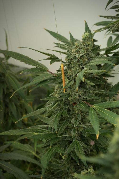 Catching The Ghost Train Haze @ Zamnesia. Week 13 - Ghost Train Haze queen 12-12 from seed 