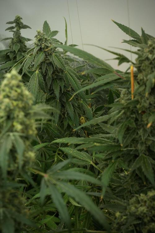 Catching The Ghost Train Haze @ Zamnesia. Week 13 - Ghost Train Haze queen 12-12 from seed 