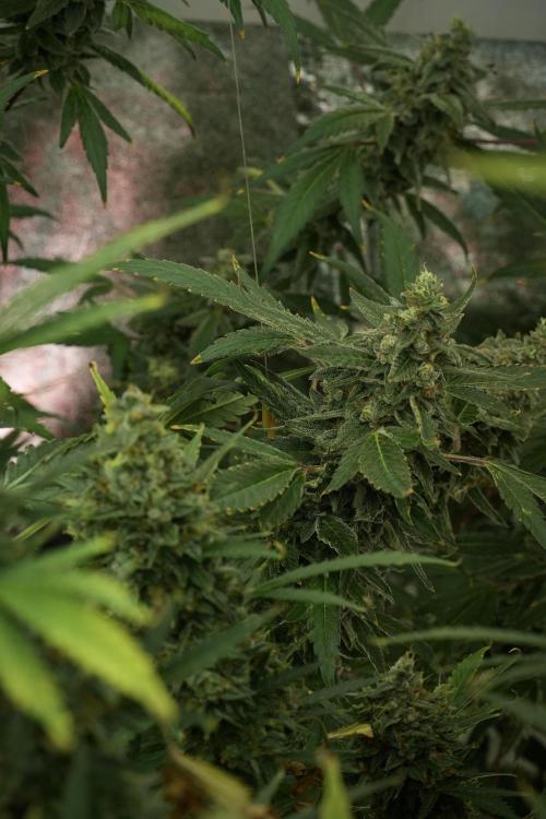 Catching The Ghost Train Haze @ Zamnesia. Week 13 - Ghost Train Haze queen 12-12 from seed 