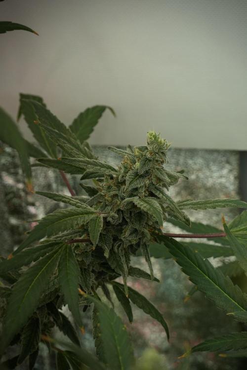 Catching The Ghost Train Haze @ Zamnesia. Week 13 - Ghost Train Haze queen 12-12 from seed 