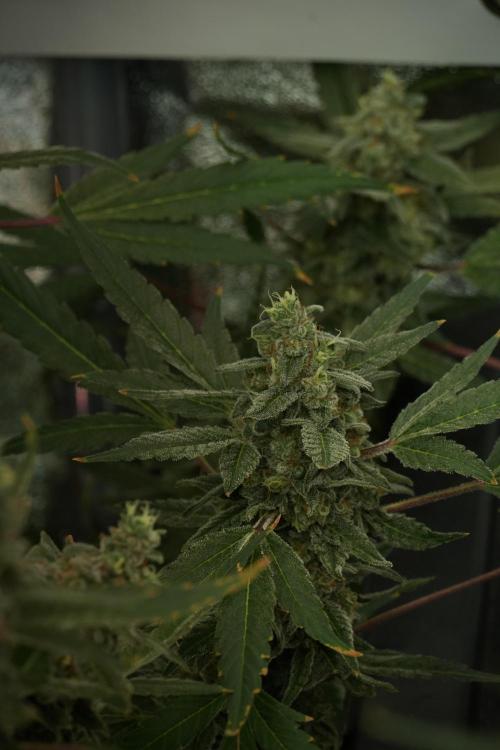 Catching The Ghost Train Haze @ Zamnesia. Week 13 - Ghost Train Haze queen 12-12 from seed 