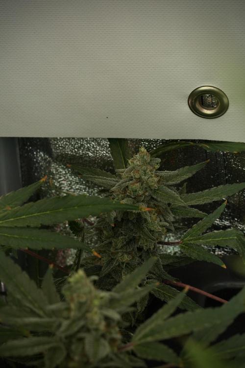 Catching The Ghost Train Haze @ Zamnesia. Week 13 - Ghost Train Haze queen 12-12 from seed 