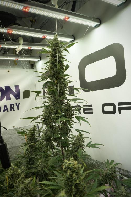 Catching The Ghost Train Haze @ Zamnesia. Week 13 - Ghost Train Haze queen 12-12 from seed 