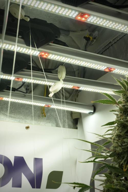 Catching The Ghost Train Haze @ Zamnesia. Week 13 - Ghost Train Haze queen 12-12 from seed 
