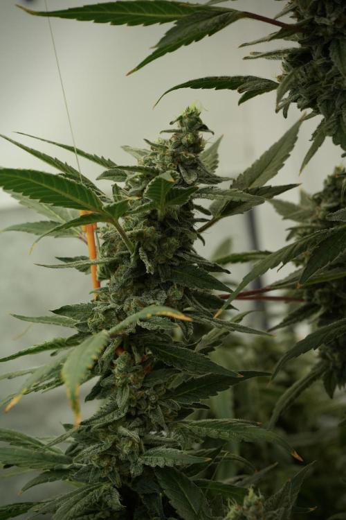 Catching The Ghost Train Haze @ Zamnesia. Week 13 - Ghost Train Haze queen 12-12 from seed 