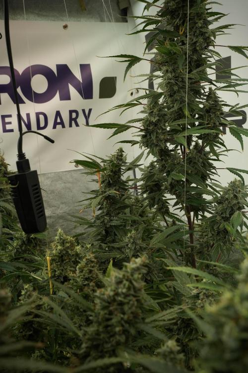 Catching The Ghost Train Haze @ Zamnesia. Week 13 - Ghost Train Haze queen 12-12 from seed 