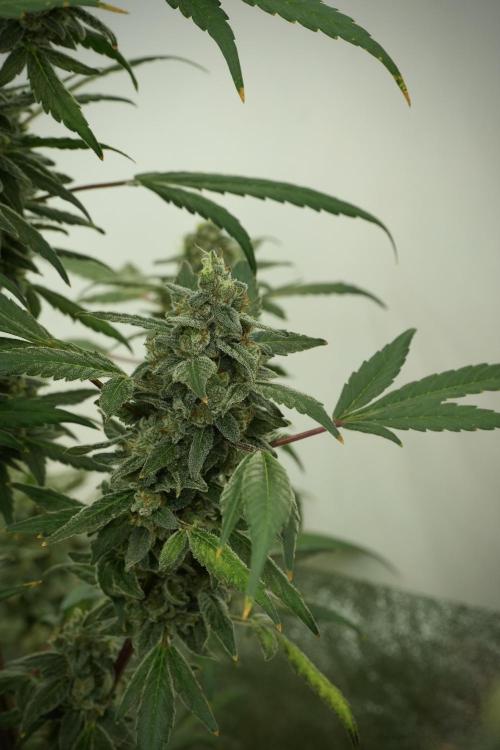 Catching The Ghost Train Haze @ Zamnesia. Week 13 - Ghost Train Haze queen 12-12 from seed 