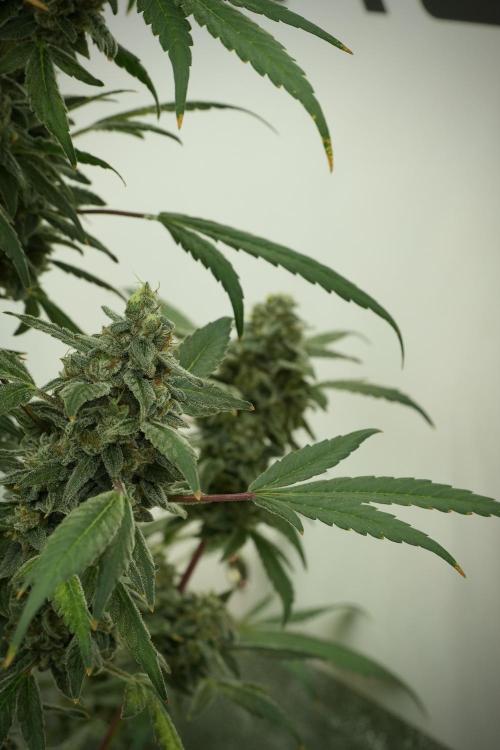 Catching The Ghost Train Haze @ Zamnesia. Week 13 - Ghost Train Haze queen 12-12 from seed 