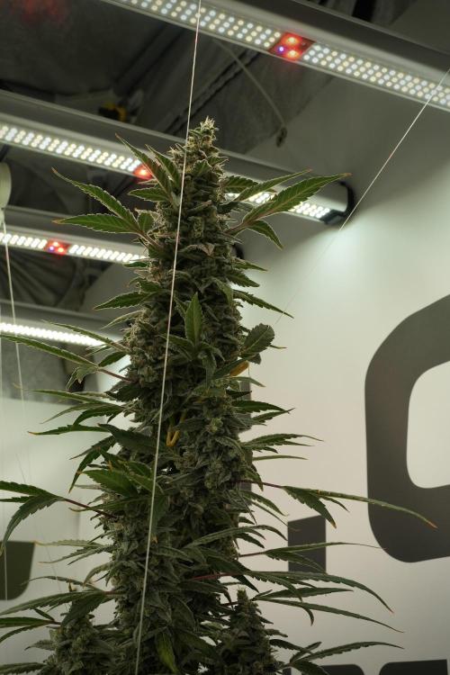 Catching The Ghost Train Haze @ Zamnesia. Week 13 - Ghost Train Haze queen 12-12 from seed 