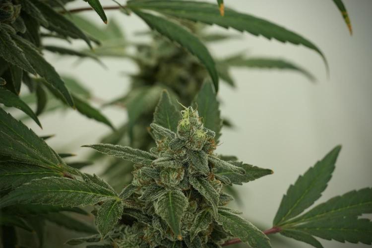 Catching The Ghost Train Haze @ Zamnesia. Week 13 - Ghost Train Haze queen 12-12 from seed 