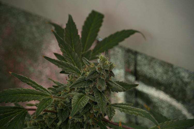 Catching The Ghost Train Haze @ Zamnesia. Week 13 - Ghost Train Haze queen 12-12 from seed 