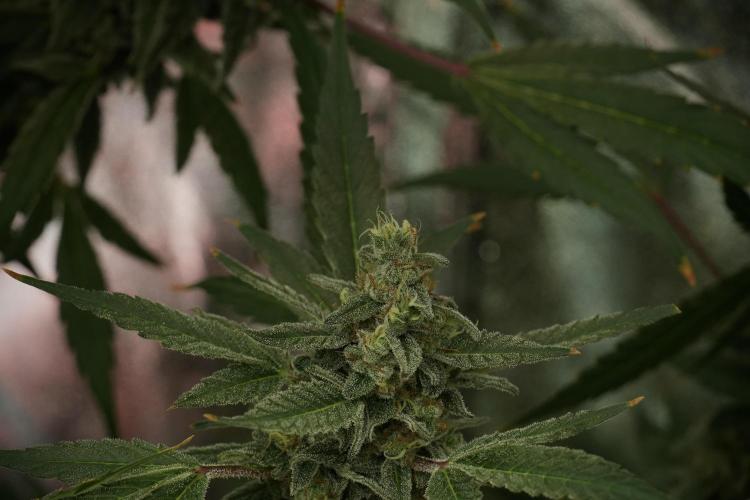 Catching The Ghost Train Haze @ Zamnesia. Week 13 - Ghost Train Haze queen 12-12 from seed 
