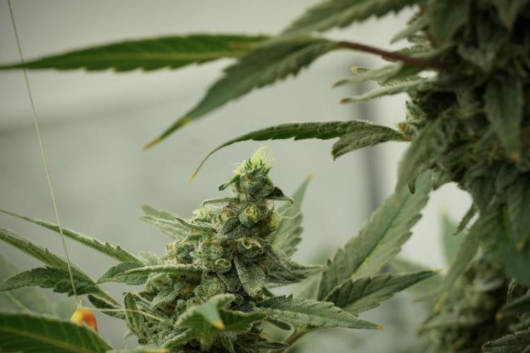 Catching The Ghost Train Haze @ Zamnesia. Week 13 - Ghost Train Haze queen 12-12 from seed 