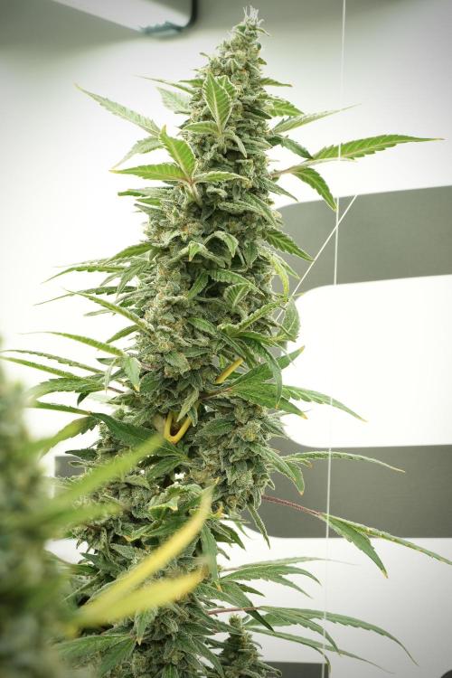 Catching The Ghost Train Haze @ Zamnesia. Week 13 - Ghost Train Haze queen 12-12 from seed 