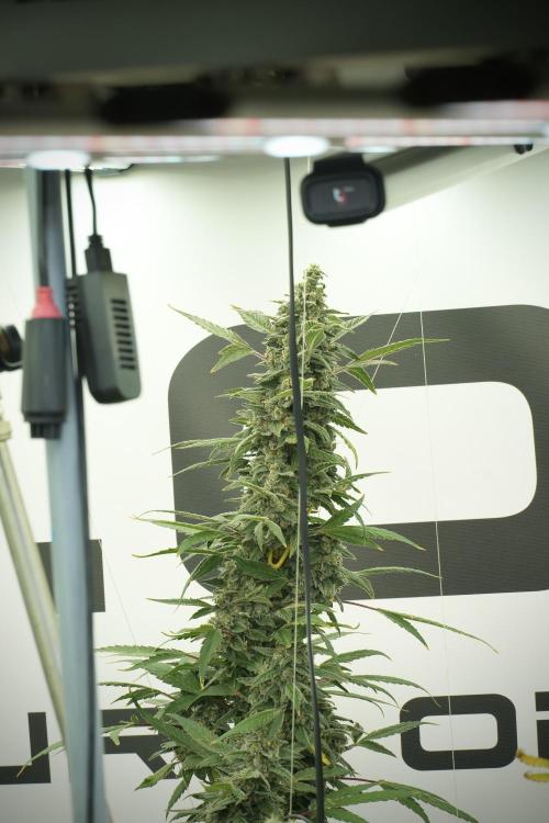 Catching The Ghost Train Haze @ Zamnesia. Week 13 - Ghost Train Haze queen 12-12 from seed 