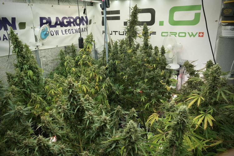 Catching The Ghost Train Haze @ Zamnesia. Week 13 - Ghost Train Haze queen 12-12 from seed 