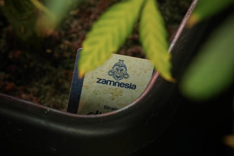 Catching The Ghost Train Haze @ Zamnesia. Week 13 - Ghost Train Haze queen 12-12 from seed 