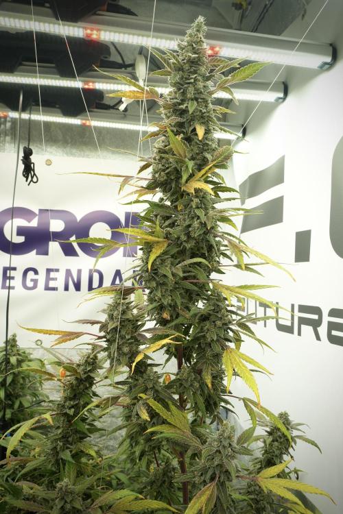 Catching The Ghost Train Haze @ Zamnesia. Week 13 - Ghost Train Haze queen 12-12 from seed 