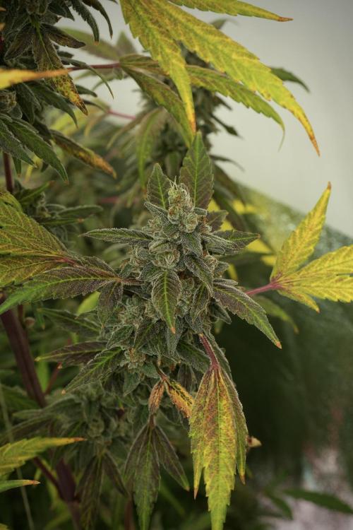 Catching The Ghost Train Haze @ Zamnesia. Week 13 - Ghost Train Haze queen 12-12 from seed 