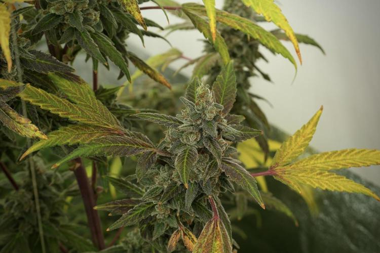 Catching The Ghost Train Haze @ Zamnesia. Week 13 - Ghost Train Haze queen 12-12 from seed 