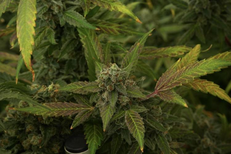 Catching The Ghost Train Haze @ Zamnesia. Week 13 - Ghost Train Haze queen 12-12 from seed 