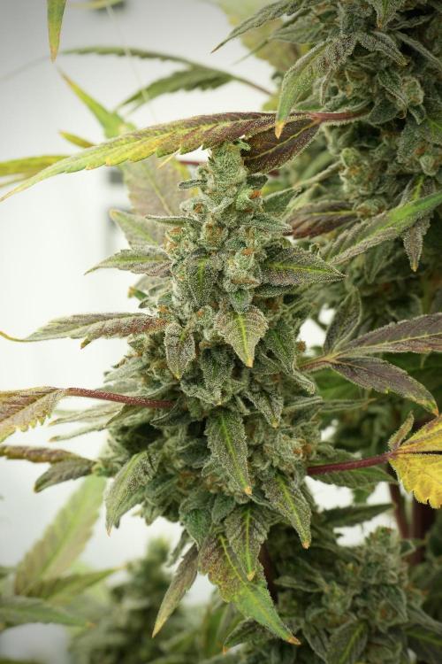 Catching The Ghost Train Haze @ Zamnesia. Week 13 - Ghost Train Haze queen 12-12 from seed 