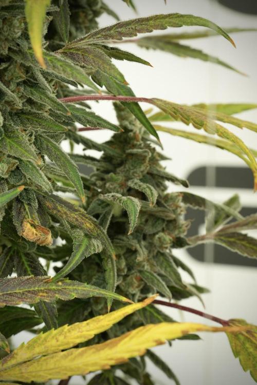 Catching The Ghost Train Haze @ Zamnesia. Week 13 - Ghost Train Haze queen 12-12 from seed 