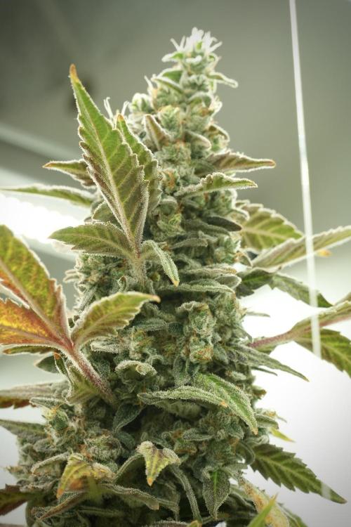 Catching The Ghost Train Haze @ Zamnesia. Week 13 - Ghost Train Haze queen 12-12 from seed 