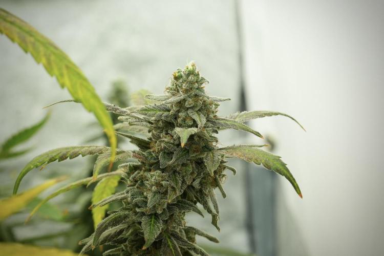 Catching The Ghost Train Haze @ Zamnesia. Week 13 - Ghost Train Haze queen 12-12 from seed 