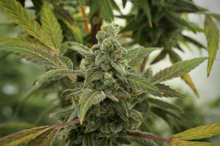 Catching The Ghost Train Haze @ Zamnesia. Week 13 - Ghost Train Haze queen 12-12 from seed 