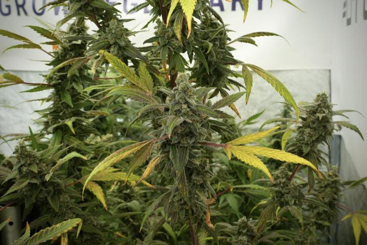 Catching The Ghost Train Haze @ Zamnesia. Week 13 - Ghost Train Haze queen 12-12 from seed 