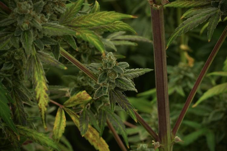 Catching The Ghost Train Haze @ Zamnesia. Week 13 - Ghost Train Haze queen 12-12 from seed 