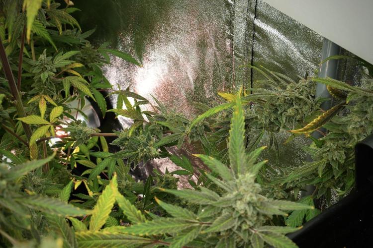 Catching The Ghost Train Haze @ Zamnesia. Week 13 - Ghost Train Haze queen 12-12 from seed 