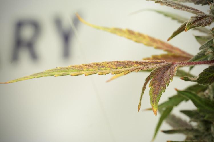 Catching The Ghost Train Haze @ Zamnesia. Week 13 - Ghost Train Haze queen 12-12 from seed 