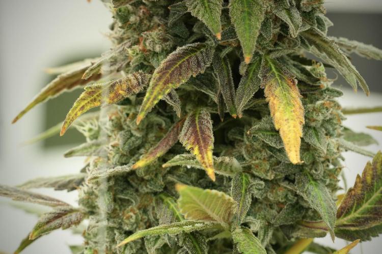 Catching The Ghost Train Haze @ Zamnesia. Week 13 - Ghost Train Haze queen 12-12 from seed 