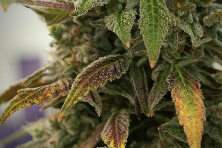 Catching The Ghost Train Haze @ Zamnesia. Week 13 - Ghost Train Haze queen 12-12 from seed 