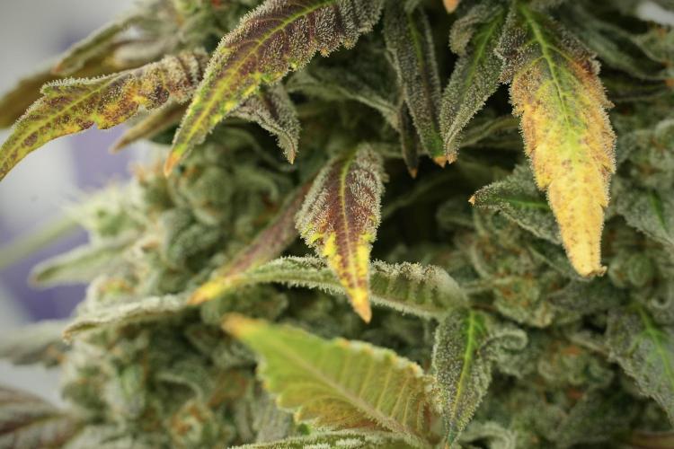 Catching The Ghost Train Haze @ Zamnesia. Week 13 - Ghost Train Haze queen 12-12 from seed 