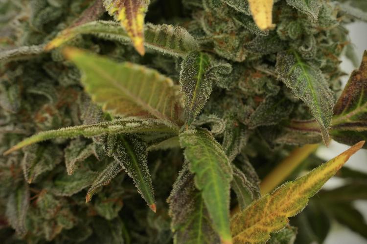 Catching The Ghost Train Haze @ Zamnesia. Week 13 - Ghost Train Haze queen 12-12 from seed 
