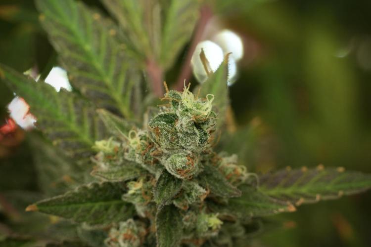 Catching The Ghost Train Haze @ Zamnesia. Week 13 - Ghost Train Haze queen 12-12 from seed 