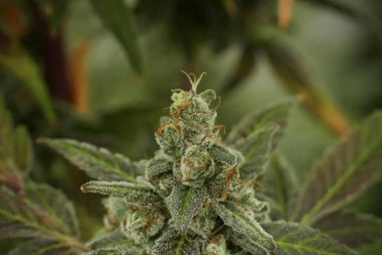 Catching The Ghost Train Haze @ Zamnesia. Week 13 - Ghost Train Haze queen 12-12 from seed 