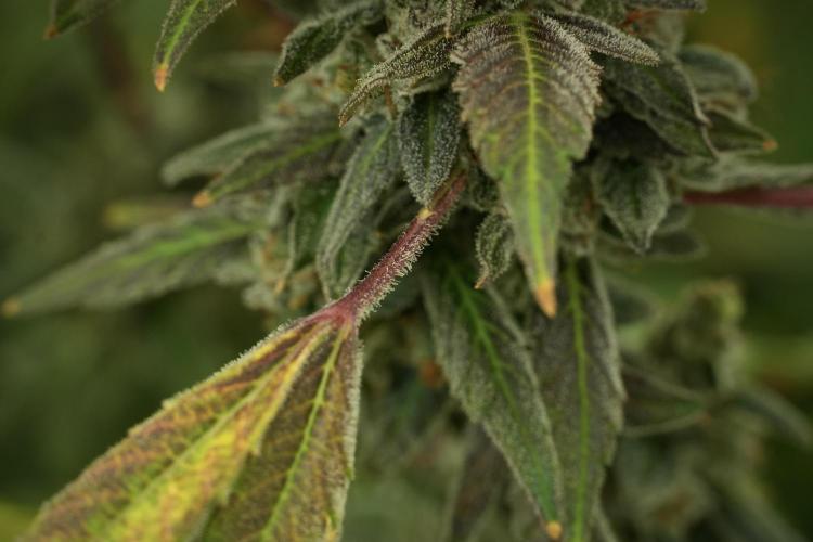 Catching The Ghost Train Haze @ Zamnesia. Week 13 - Ghost Train Haze queen 12-12 from seed 