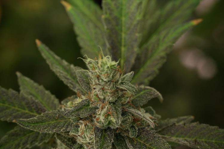 Catching The Ghost Train Haze @ Zamnesia. Week 13 - Ghost Train Haze queen 12-12 from seed 