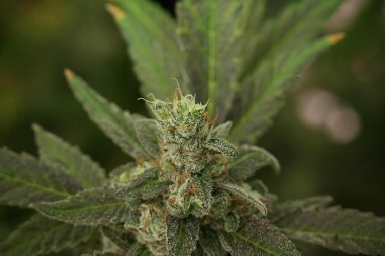 Catching The Ghost Train Haze @ Zamnesia. Week 13 - Ghost Train Haze queen 12-12 from seed 